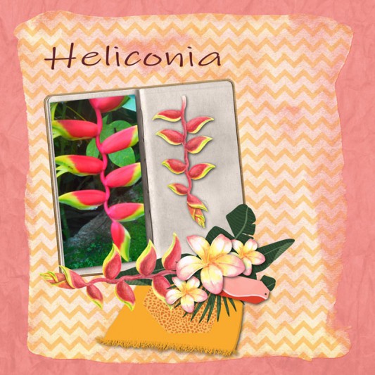 14-moyson-heliconia