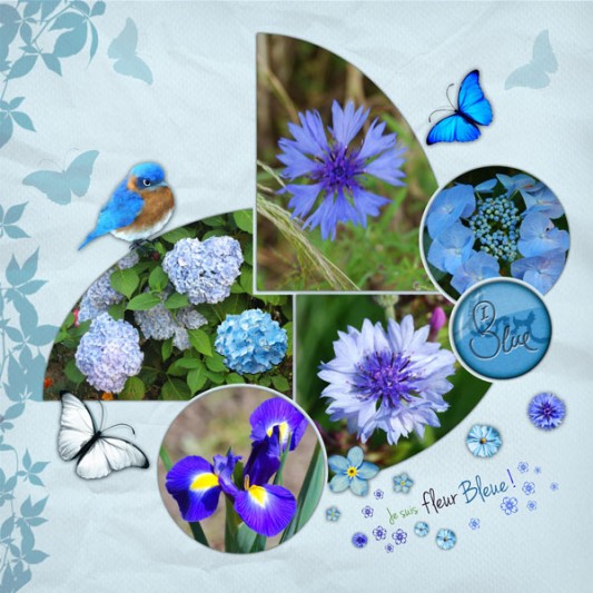 16-jdauchy-fleurs-bleues-web