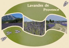 kit sunshine provence 22 provence lavenders v4