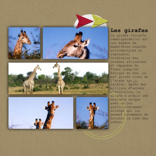 album-zimbabwe-22